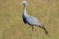 Blue crane in grassland - South Africa Royalty Free Stock Photo