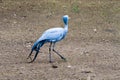 The blue crane Royalty Free Stock Photo
