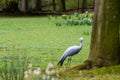 The blue crane Royalty Free Stock Photo