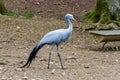 The blue crane Royalty Free Stock Photo