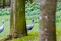 The blue crane Royalty Free Stock Photo