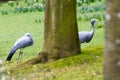 The blue crane Royalty Free Stock Photo