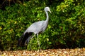 The Blue Crane, Grus paradisea, is an endangered bird Royalty Free Stock Photo