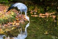 The Blue Crane, Grus paradisea, is an endangered bird Royalty Free Stock Photo