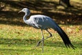 The Blue Crane, Grus paradisea, is an endangered bird