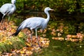 The Blue Crane, Grus paradisea, is an endangered bird Royalty Free Stock Photo