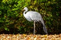 The Blue Crane, Grus paradisea, is an endangered bird