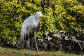 The Blue Crane, Grus paradisea, is an endangered bird Royalty Free Stock Photo