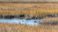 Blue crane in the marsh