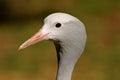 Blue crane portrait