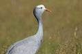 Blue crane portrait Royalty Free Stock Photo