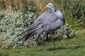 Blue crane south africa Royalty Free Stock Photo