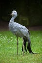 Blue crane (Grus paradisea).