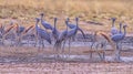 Blue cranes at waterhole,photo art