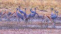 Blue cranes at waterhole,photo art