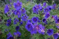 Blue Cranesbill Flowers Royalty Free Stock Photo