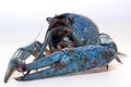Blue crayfish Royalty Free Stock Photo