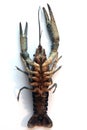 Blue crayfish Royalty Free Stock Photo