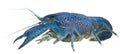 Blue crayfish Royalty Free Stock Photo