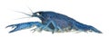 Blue crayfish Royalty Free Stock Photo