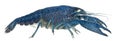 Blue crayfish Royalty Free Stock Photo