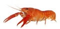 Blue crayfish Royalty Free Stock Photo