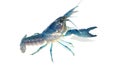 blue crayfish in aquarium Royalty Free Stock Photo