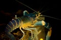 Blue crayfish in aquarium Royalty Free Stock Photo