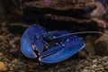 Blue crayfish in aquarium Royalty Free Stock Photo