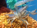 A blue crayfish in an aquarium Royalty Free Stock Photo