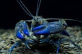Blue Crayfish cherax in the aquarium Royalty Free Stock Photo