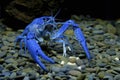 Blue crayfish Cherax in aquarium Royalty Free Stock Photo