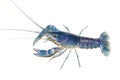 Blue crayfish Cherax in aquarium