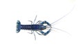 Blue crayfish Cherax in aquarium Royalty Free Stock Photo