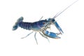 Blue crayfish Cherax in aquarium