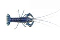 Blue crayfish Cherax in aquarium