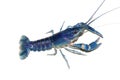Blue crayfish Cherax in aquarium Royalty Free Stock Photo