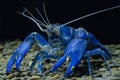 Blue Crayfish cherax in the aquarium Royalty Free Stock Photo