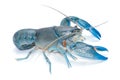 Blue crayfish cherax destructor,Yabbie Crayfish Royalty Free Stock Photo