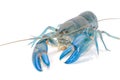 Blue crayfish cherax destructor,Yabbie Crayfish Royalty Free Stock Photo