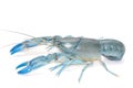 Blue crayfish cherax destructor,Yabbie Crayfish Royalty Free Stock Photo