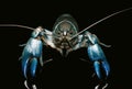 Blue crayfish cherax destructor,Yabbie Crayfish Royalty Free Stock Photo