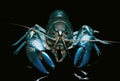 Blue crayfish cherax destructor,Yabbie Crayfish Royalty Free Stock Photo