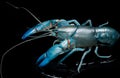 Blue crayfish cherax destructor,Yabbie Crayfish Royalty Free Stock Photo