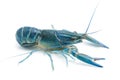 Blue crayfish - Fresh water Lobster Royalty Free Stock Photo