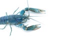 Blue crayfish - Fresh water Lobster Royalty Free Stock Photo