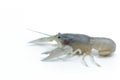 Blue crayfish - Fresh water Lobster Royalty Free Stock Photo