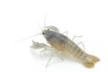 Blue crayfish - Fresh water Lobster Royalty Free Stock Photo