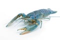 Blue crayfish - Fresh water Lobster Royalty Free Stock Photo