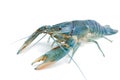 Blue crayfish - Fresh water Lobster Royalty Free Stock Photo